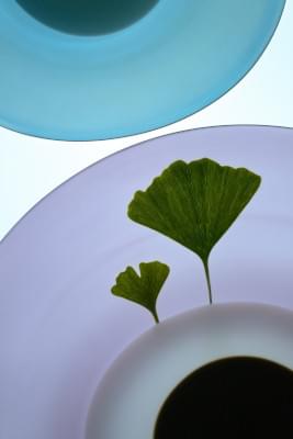 Transparences éphémères - Gingko - petit et grand.jpg